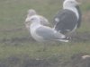Caspian Gull at Barling Rubbish Tip (Steve Arlow) (29648 bytes)